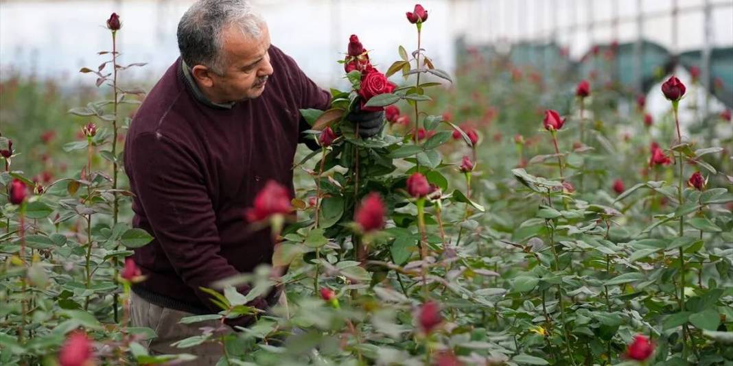Türkiye’de üretimin %20’sini kucaklıyor: 12.500 dekarda yılda 214 milyon üretime imza atıyor 6